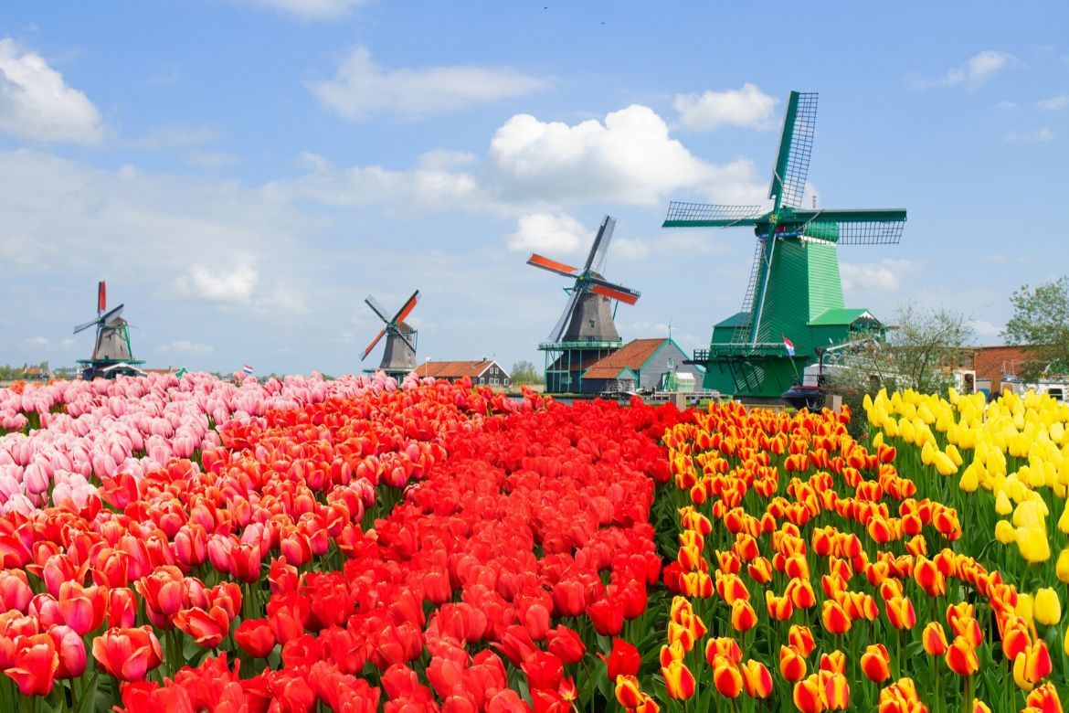Netherlands-Zaanse-Schaans-tulips